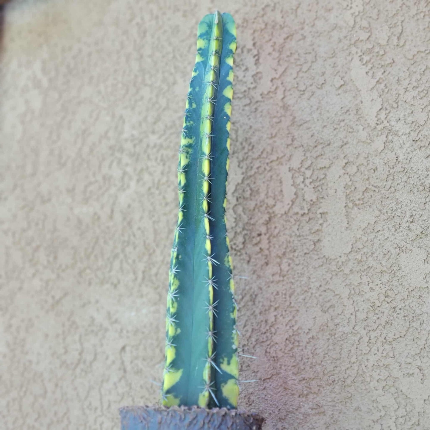 Lemaireocereus pruinosus variegata