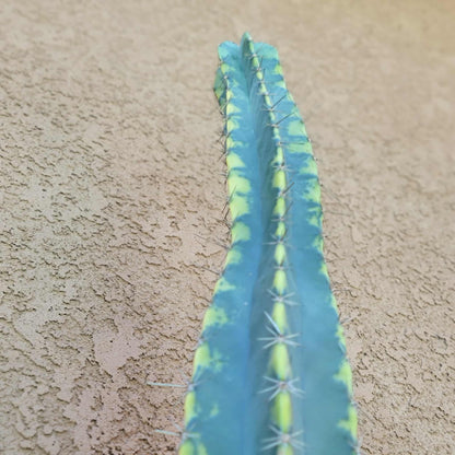 Lemaireocereus pruinosus variegata