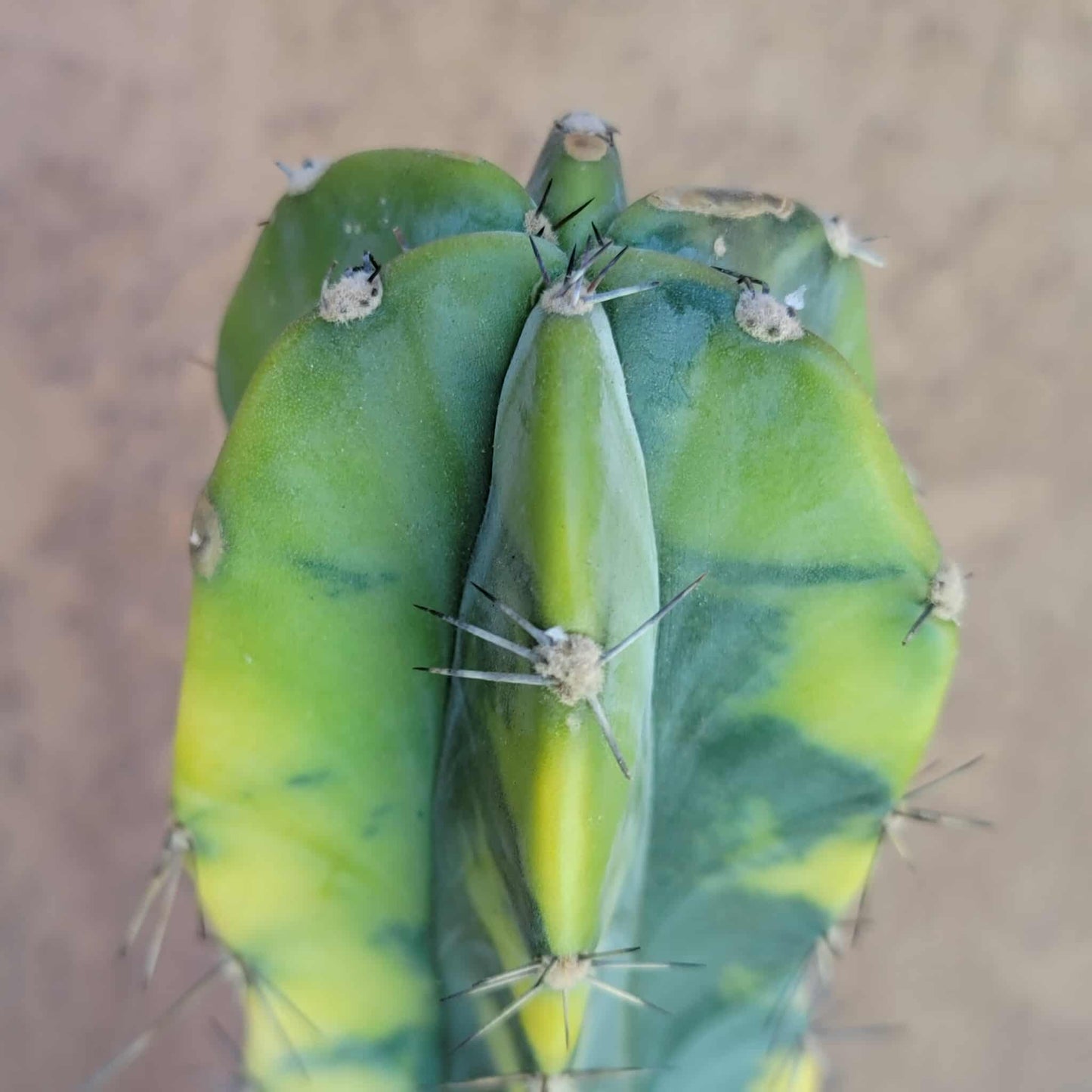 Lemaireocereus pruinosus variegata