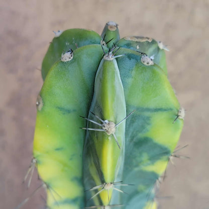 Lemaireocereus pruinosus variegata