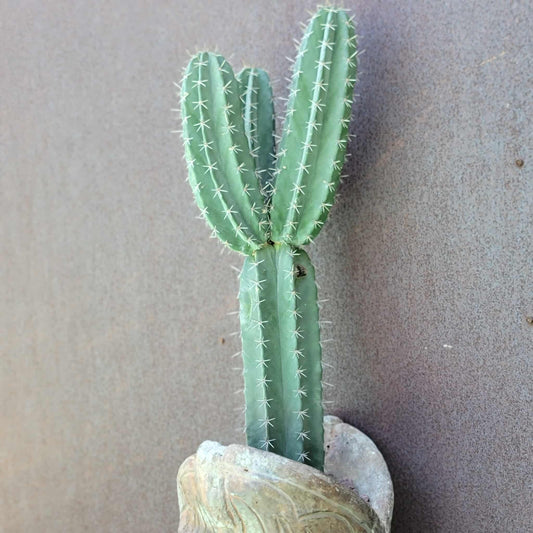 Lemaireocereus pruinosus - BIG! 3 Arms!