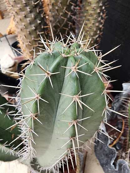 Lemaireocereus pruinosus - BIG! Double-branched! 31" Tall!