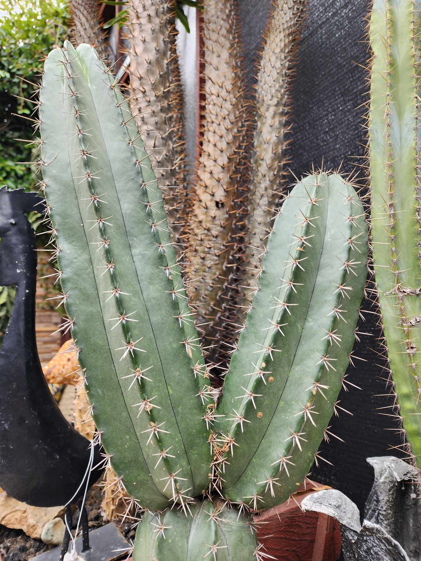 Lemaireocereus pruinosus - BIG! Double-branched! 31" Tall!