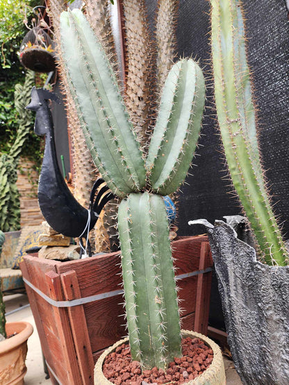 Lemaireocereus pruinosus - BIG! Double-branched! 31" Tall!