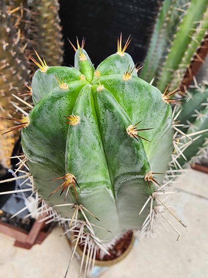 Lemaireocereus pruinosus - BIG! Double-branched! 31" Tall!