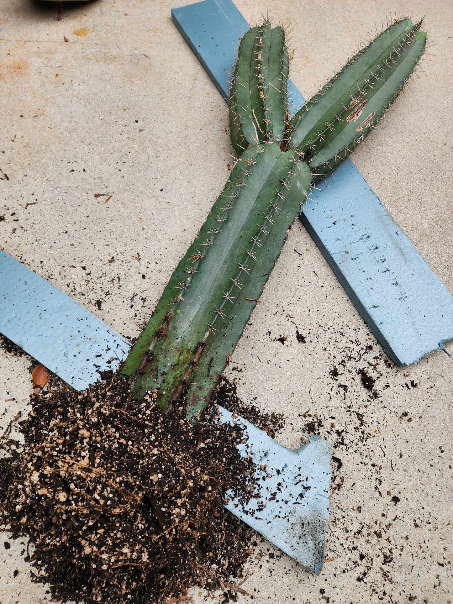Lemaireocereus pruinosus - BIG! Double-branched! 31" Tall!
