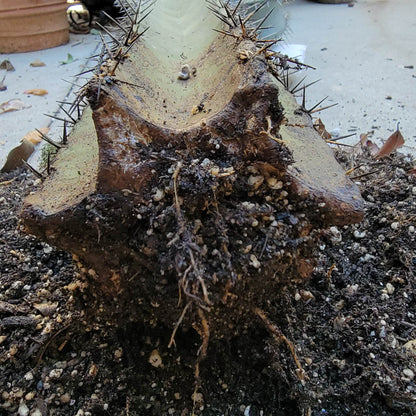 Lemaireocereus pruinosus - BIG! Double-branched! 33" Tall!