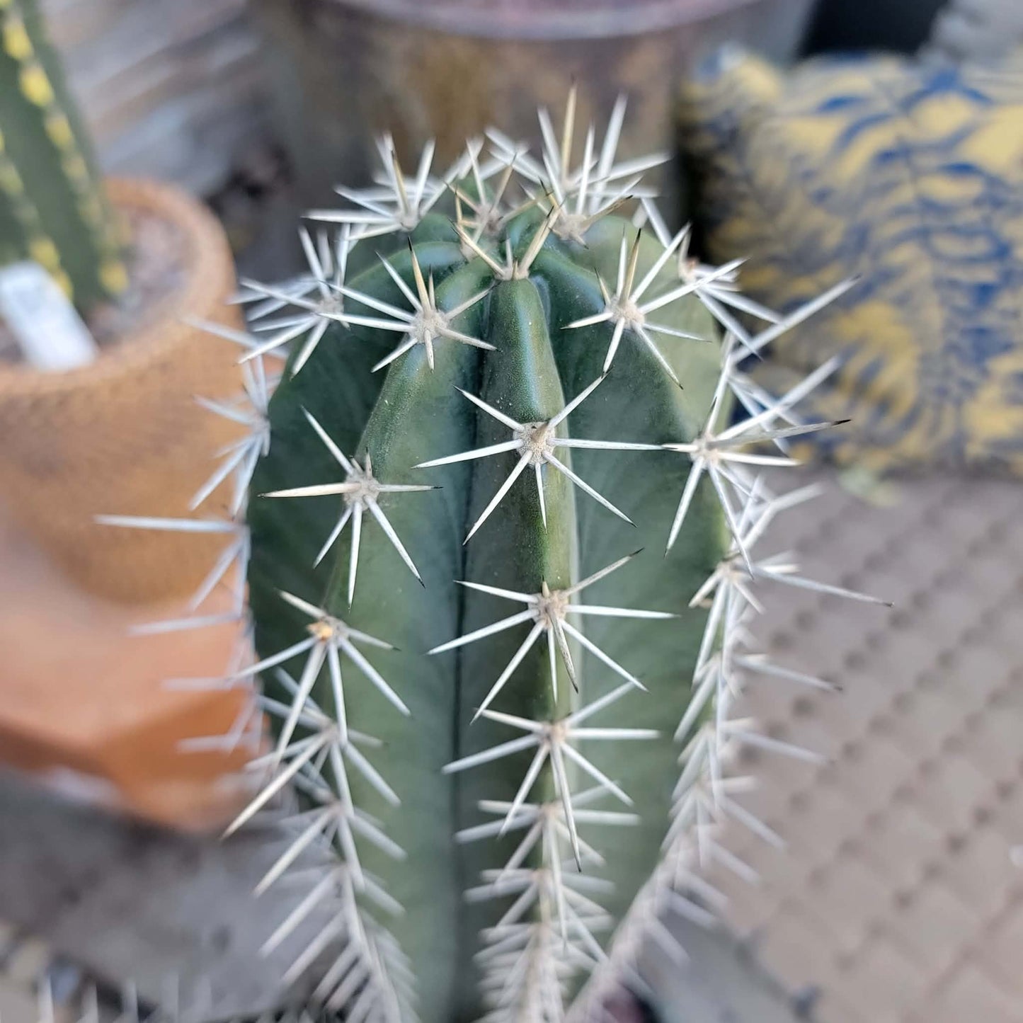 Lemaireocereus pruinosus - BIG! Double-branched! 33" Tall!