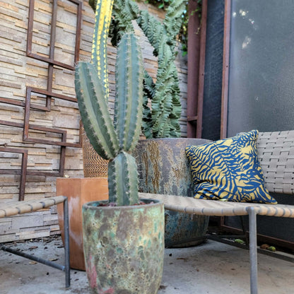 Lemaireocereus pruinosus - BIG! Double-branched! 33" Tall!