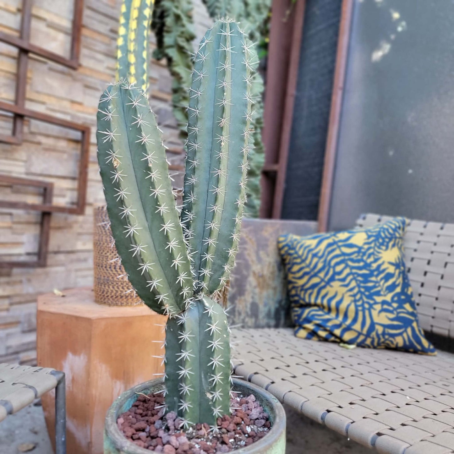 Lemaireocereus pruinosus - BIG! Double-branched! 33" Tall!