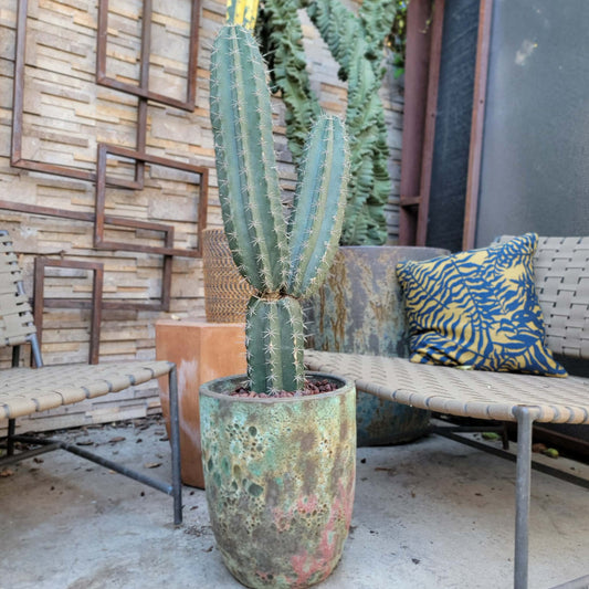 Lemaireocereus pruinosus - BIG! Double-branched! 33" Tall!