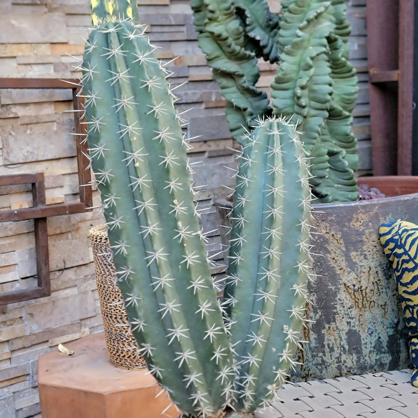 Lemaireocereus pruinosus - BIG! Double-branched! 33" Tall!