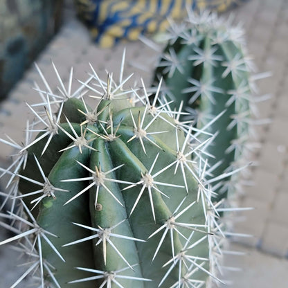 Lemaireocereus pruinosus - BIG! Double-branched! 33" Tall!