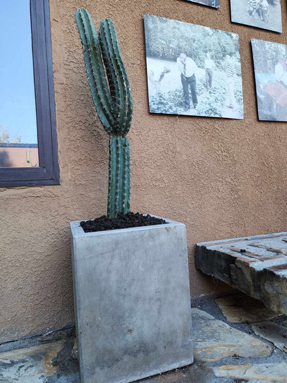 Lemaireocereus pruinosus - BIG! Triple-branched! 32" Tall!