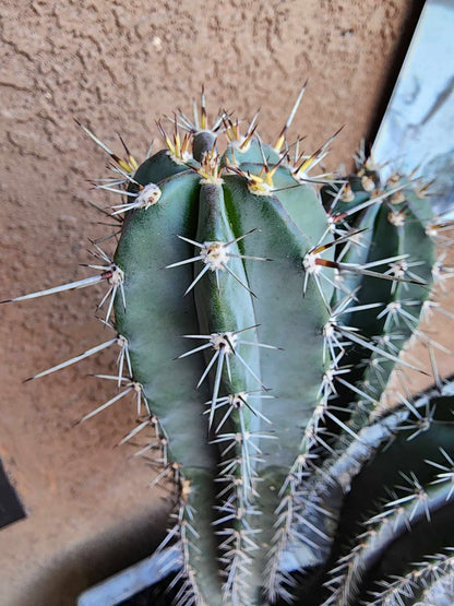 Lemaireocereus pruinosus - BIG! Triple-branched! 32" Tall!