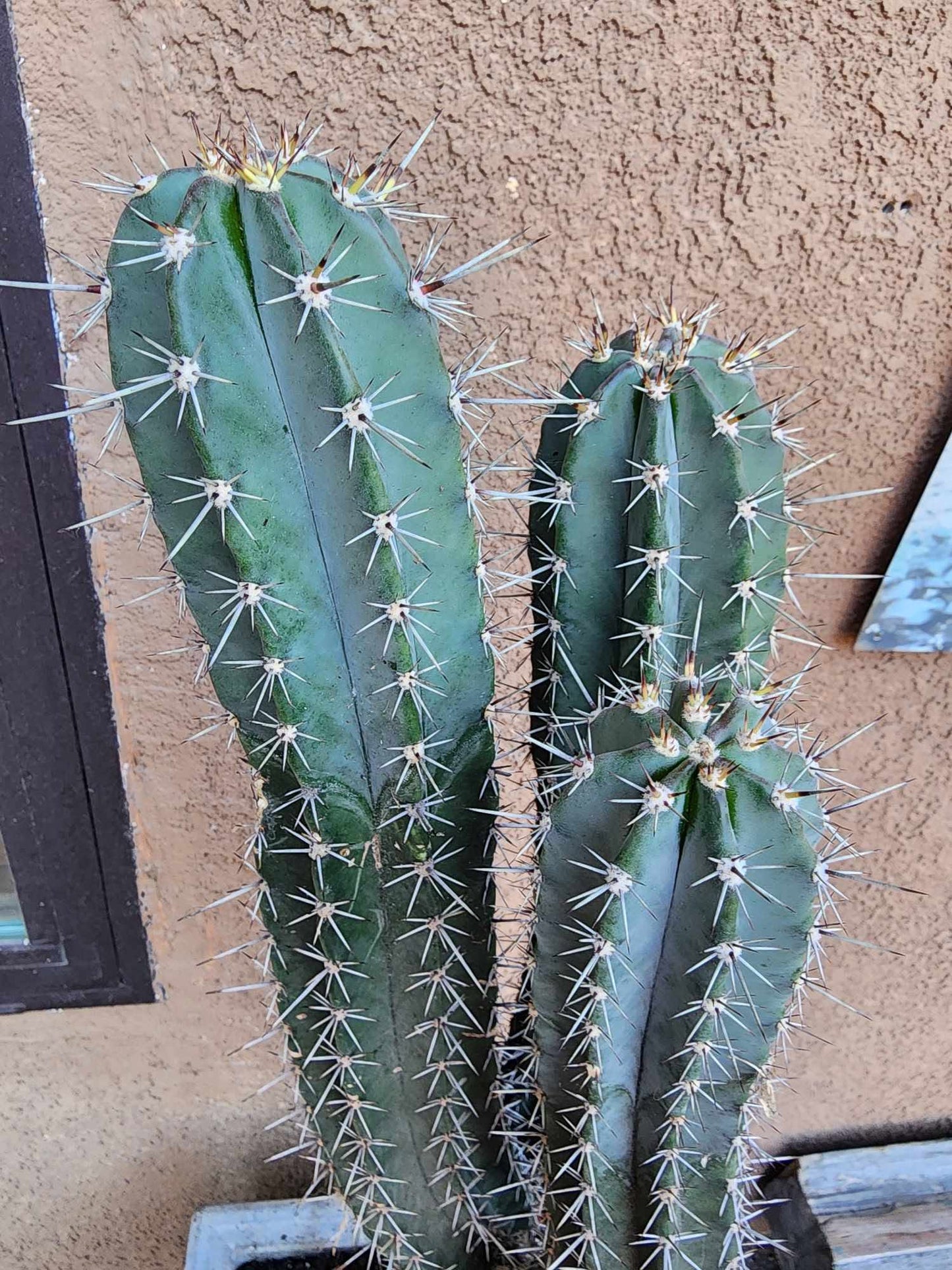 Lemaireocereus pruinosus - BIG! Triple-branched! 32" Tall!
