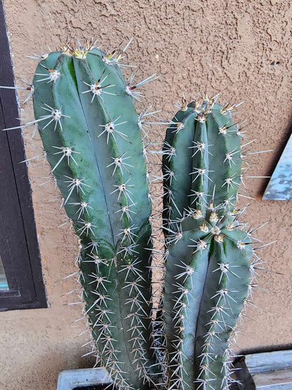 Lemaireocereus pruinosus - BIG! Triple-branched! 32" Tall!