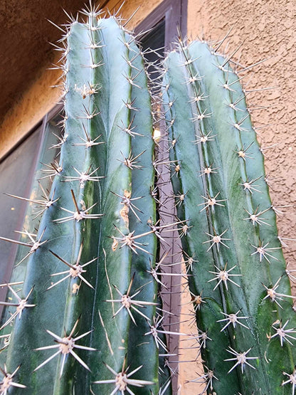 Lemaireocereus pruinosus - BIG! Triple-branched! 32" Tall!