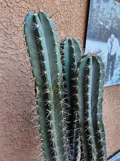 Lemaireocereus pruinosus - BIG! Triple-branched! 32" Tall!