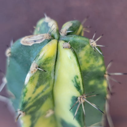 Lemaireocereus pruinosus variegata - 20" Tall! Last one!