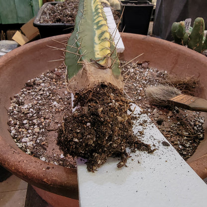 Lemaireocereus pruinosus variegata - 20" Tall! Last one!