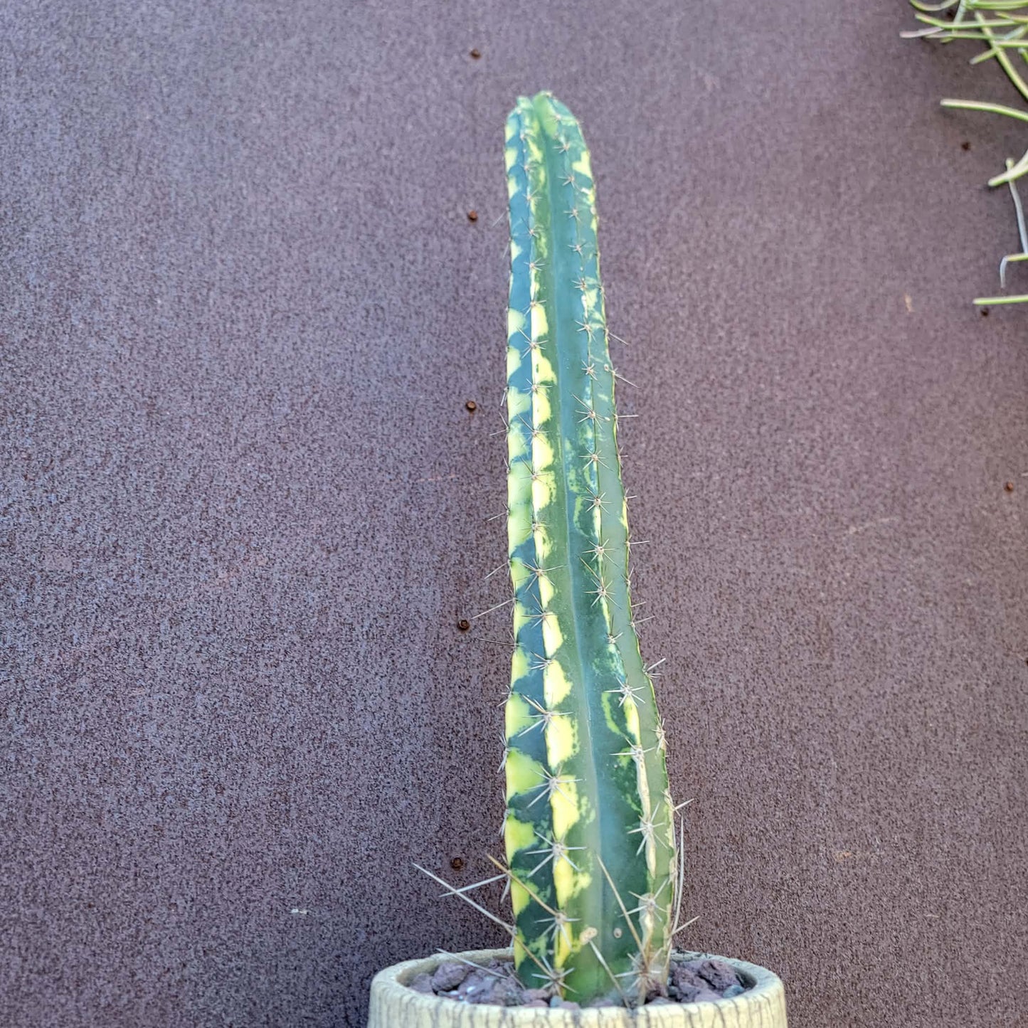 Lemaireocereus pruinosus variegata - 20" Tall! Last one!