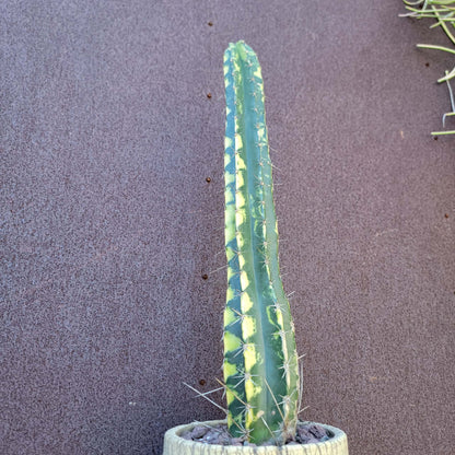 Lemaireocereus pruinosus variegata - 20" Tall! Last one!