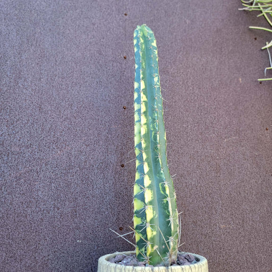 Lemaireocereus pruinosus variegata - 20" Tall! Last one!