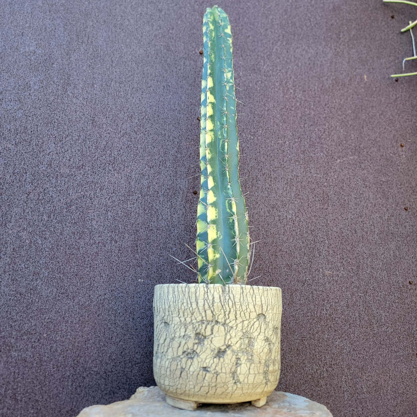 Lemaireocereus pruinosus variegata - 20" Tall! Last one!