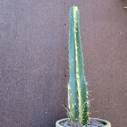 Lemaireocereus pruinosus variegata - 20" Tall! Last one!