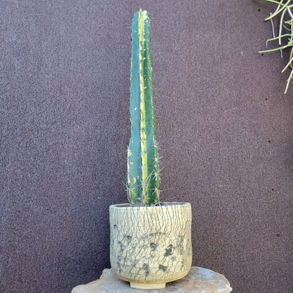 Lemaireocereus pruinosus variegata - 20" Tall! Last one!