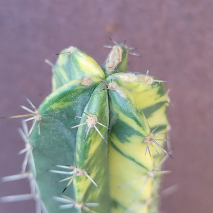 Lemaireocereus pruinosus variegata - 20" Tall! Last one!