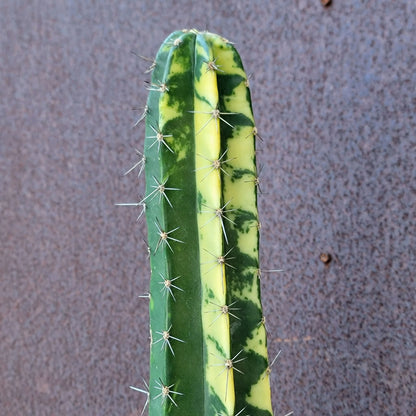 Lemaireocereus pruinosus variegata - 20" Tall! Last one!