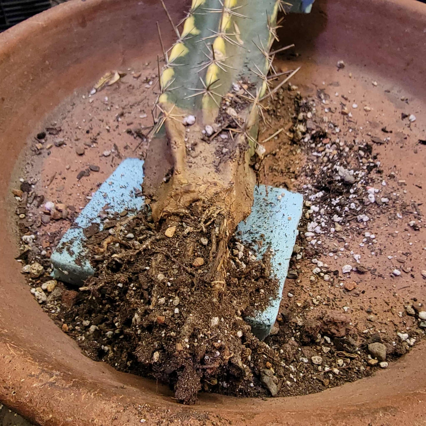 Lemaireocereus pruinosus variegata - 21" Tall!