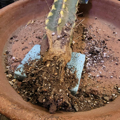 Lemaireocereus pruinosus variegata - 21" Tall!