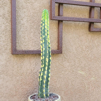 Lemaireocereus pruinosus variegata - 21" Tall!