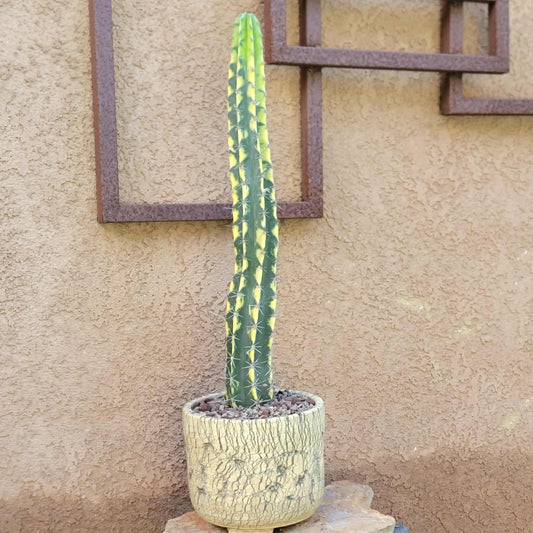 Lemaireocereus pruinosus variegata - 21" Tall!