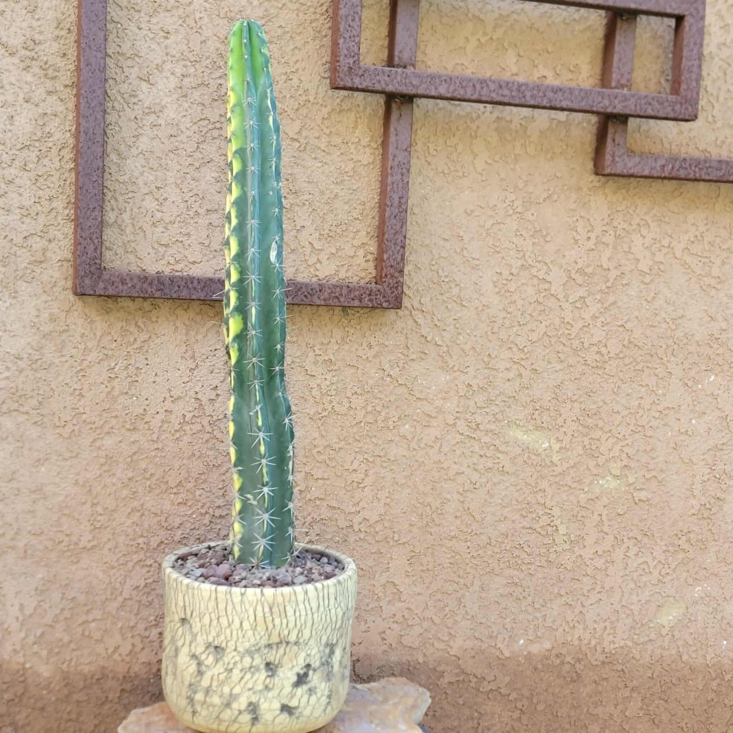 Lemaireocereus pruinosus variegata - 21" Tall!