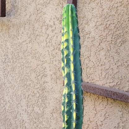 Lemaireocereus pruinosus variegata - 21" Tall!