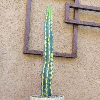 Lemaireocereus pruinosus variegata - 21" Tall!