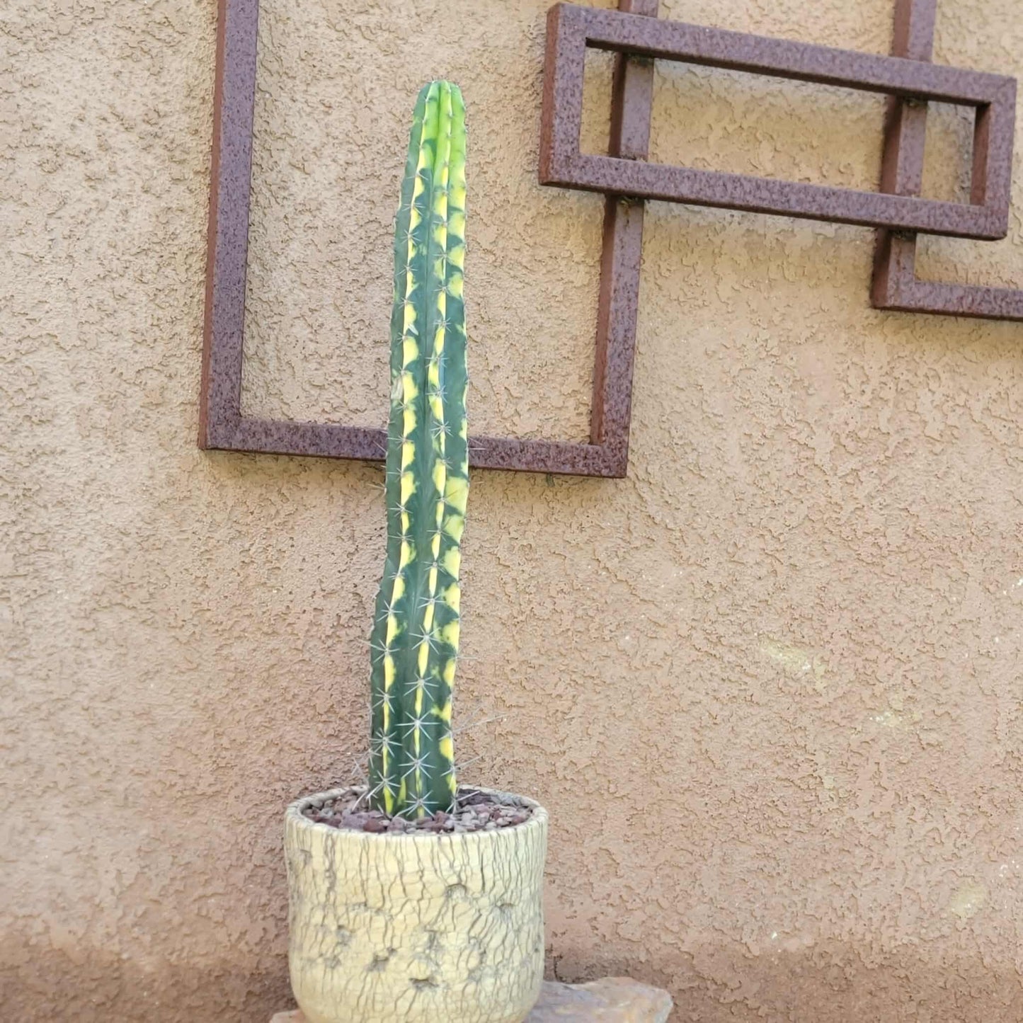 Lemaireocereus pruinosus variegata - 21" Tall!