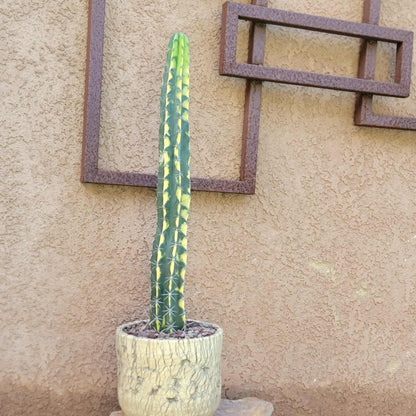 Lemaireocereus pruinosus variegata - 21" Tall!