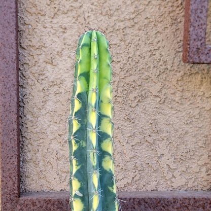 Lemaireocereus pruinosus variegata - 21" Tall!