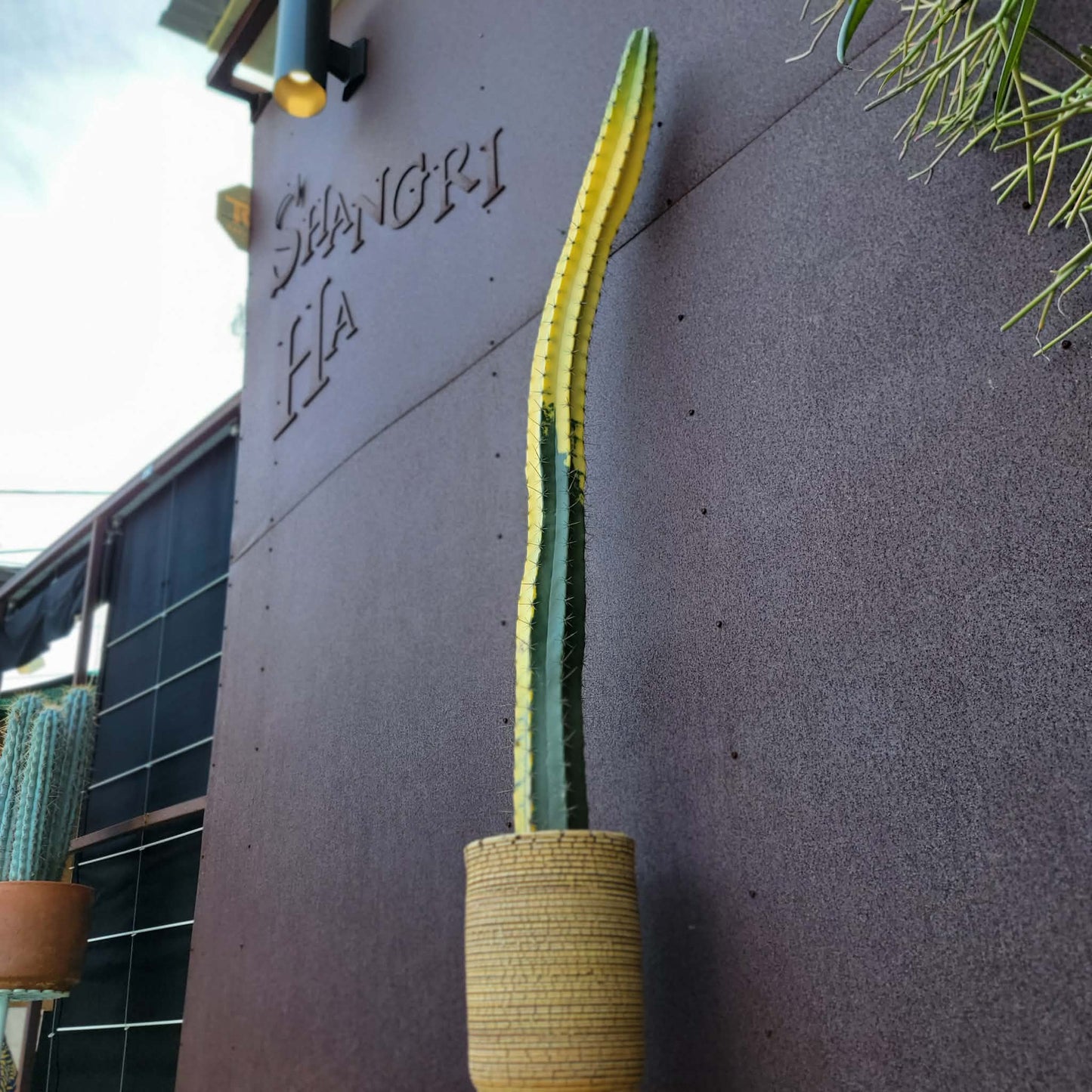 Lemaireocereus pruinosus variegata - HUGE!  4 Feet Tall!