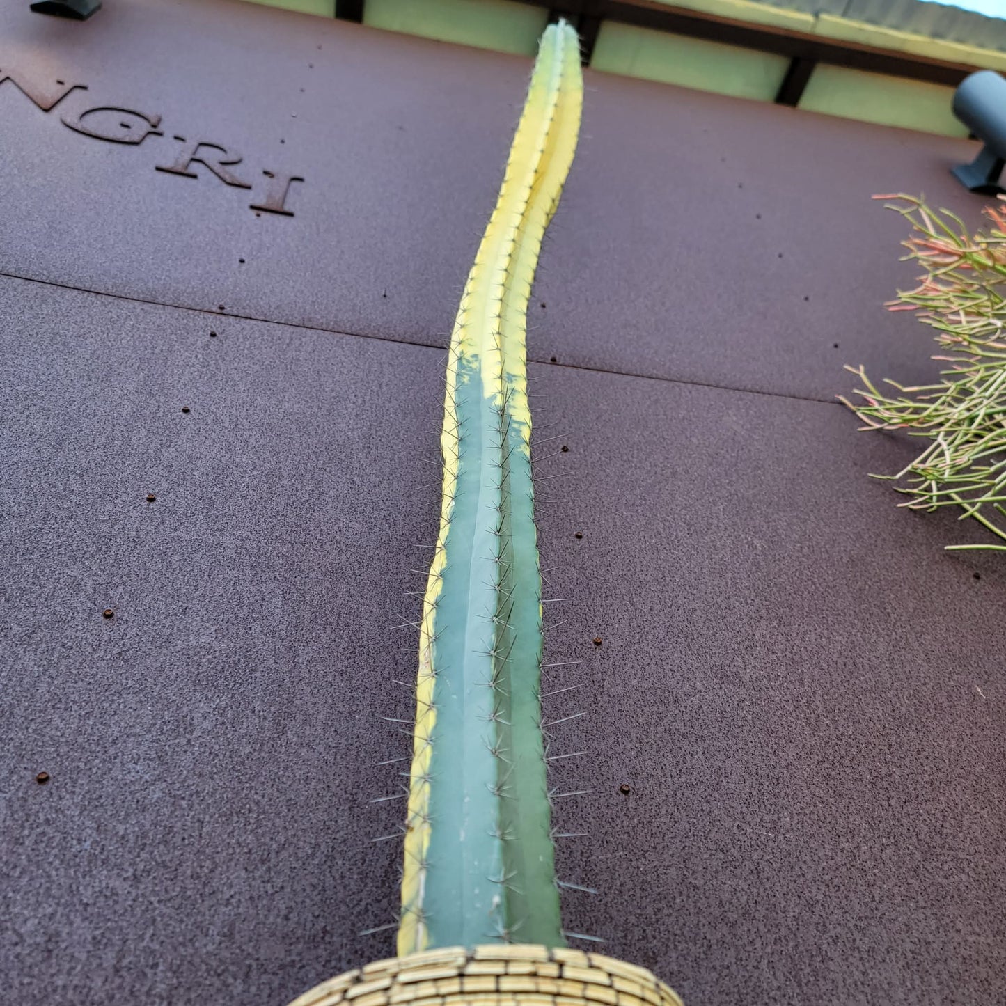 Lemaireocereus pruinosus variegata - HUGE!  4 Feet Tall!