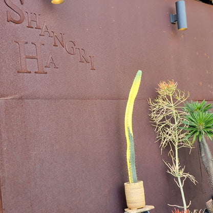 Lemaireocereus pruinosus variegata - HUGE!  4 Feet Tall!