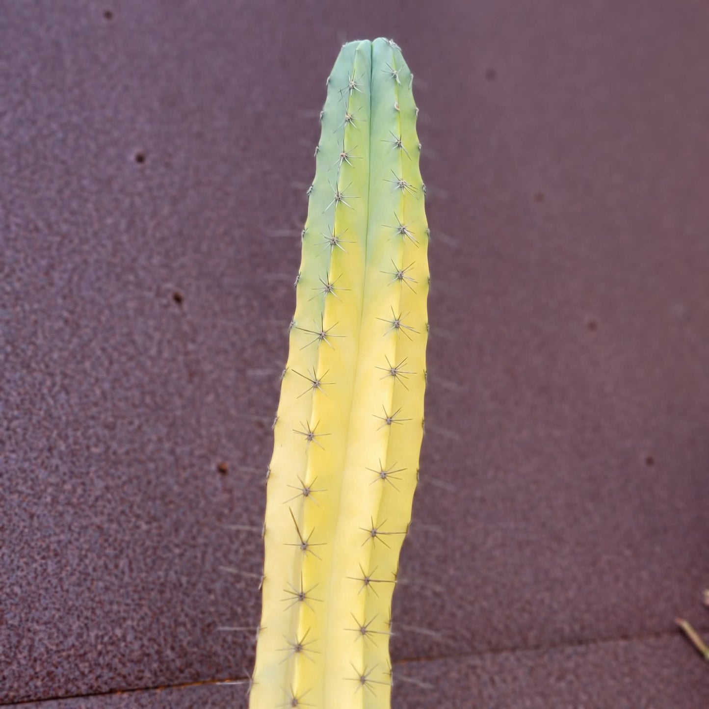 Lemaireocereus pruinosus variegata - HUGE!  4 Feet Tall!