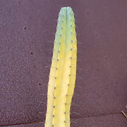 Lemaireocereus pruinosus variegata - HUGE!  4 Feet Tall!