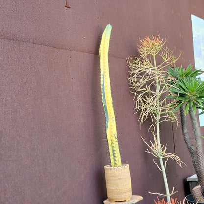 Lemaireocereus pruinosus variegata - HUGE!  4 Feet Tall!