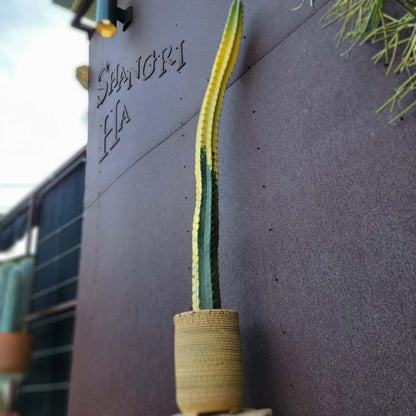 Lemaireocereus pruinosus variegata - HUGE!  4 Feet Tall!